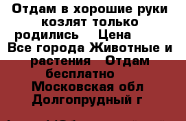 Отдам в хорошие руки козлят.только родились. › Цена ­ 20 - Все города Животные и растения » Отдам бесплатно   . Московская обл.,Долгопрудный г.